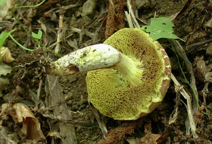 764 Agosto vecchio ritrovamento